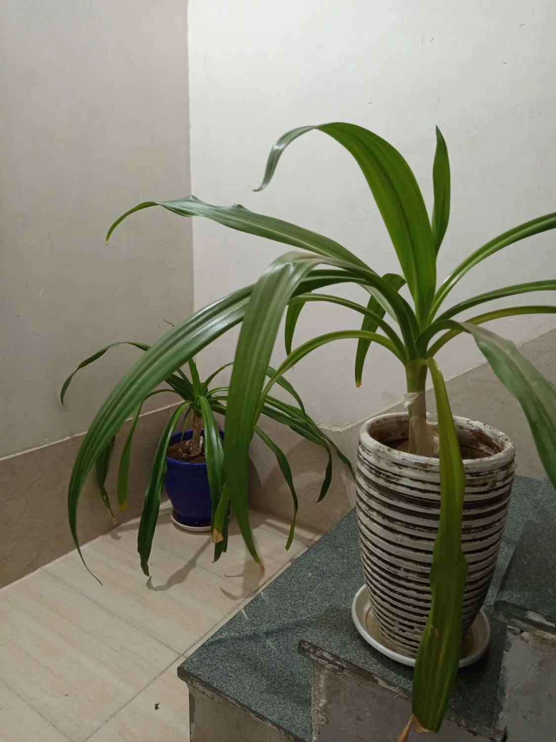 گل ذرتی|گل و گیاه طبیعی|شیراز, شیخ روزبهان|دیوار
