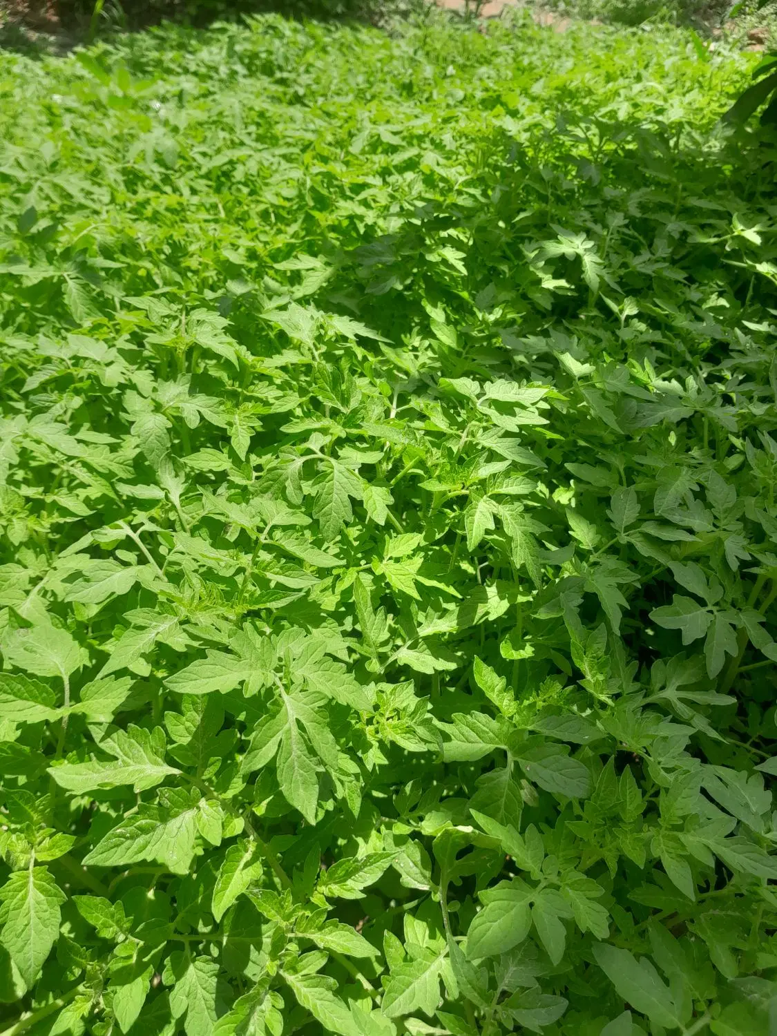 نشا گوجه|گل و گیاه طبیعی|آشخانه, |دیوار