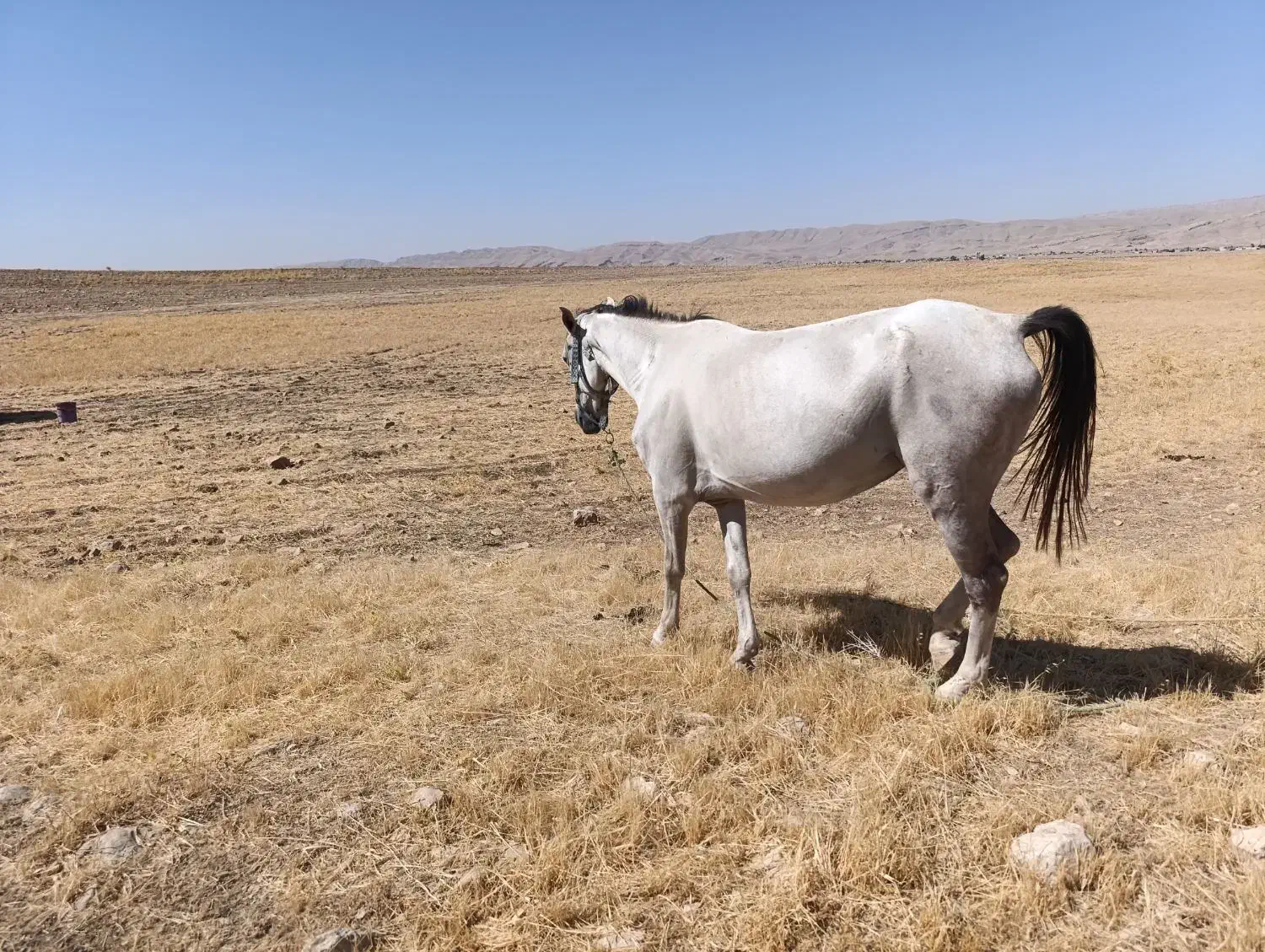 اسب|اسب و تجهیزات اسبسواری|سوری, |دیوار