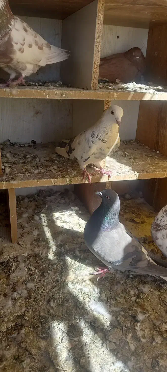 کبوتر|پرنده|ماهدشت, |دیوار