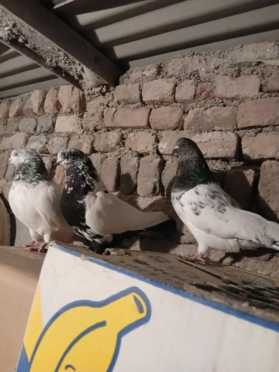 کبوتر|پرنده|اردبیل, |دیوار