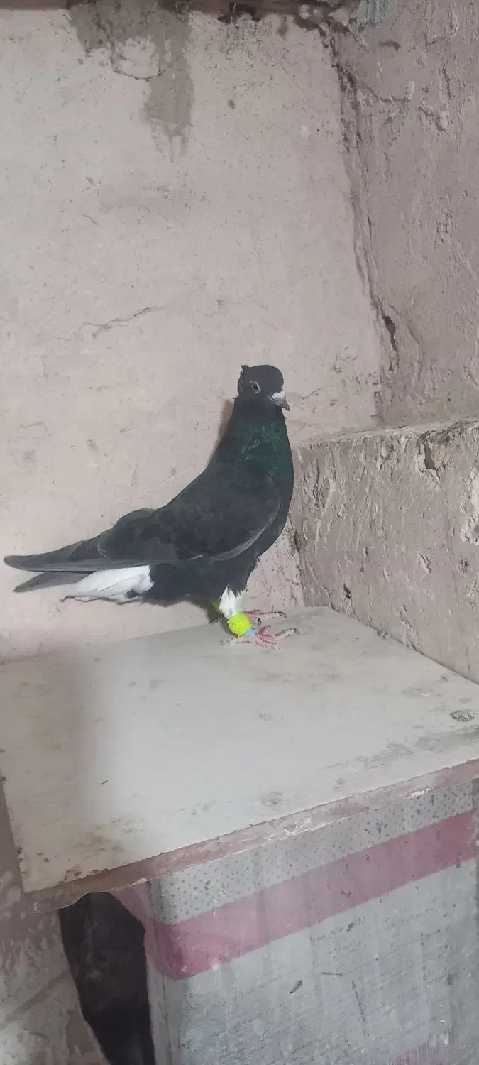 کفتر|پرنده|اسفراین, |دیوار