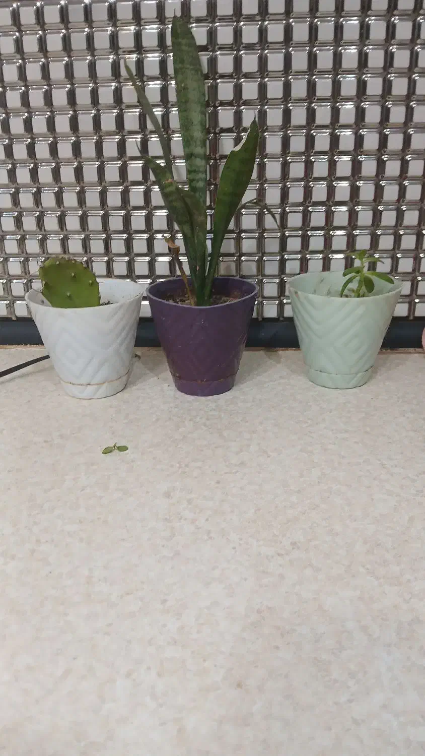 گل تازه|گل و گیاه طبیعی|پارس‌آباد, |دیوار