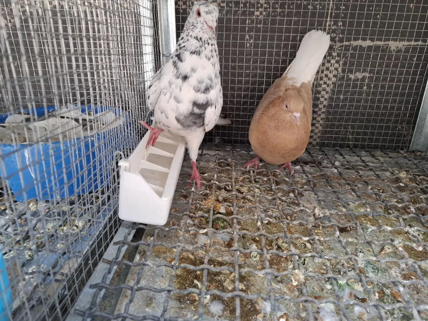 کفتر|پرنده|آباده, |دیوار