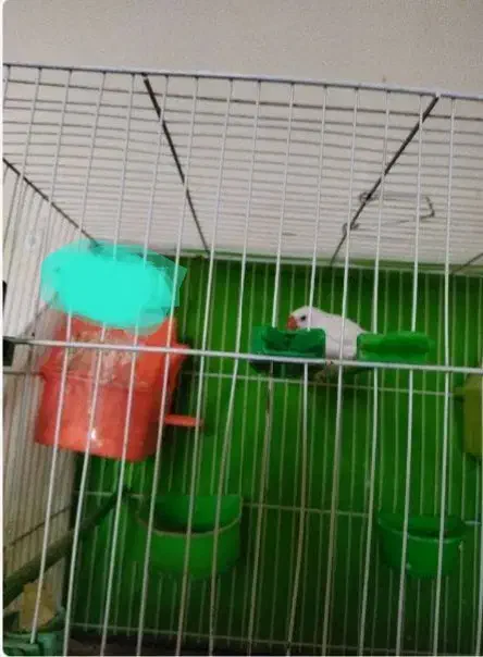 فنچ نر|پرنده|چناران, |دیوار