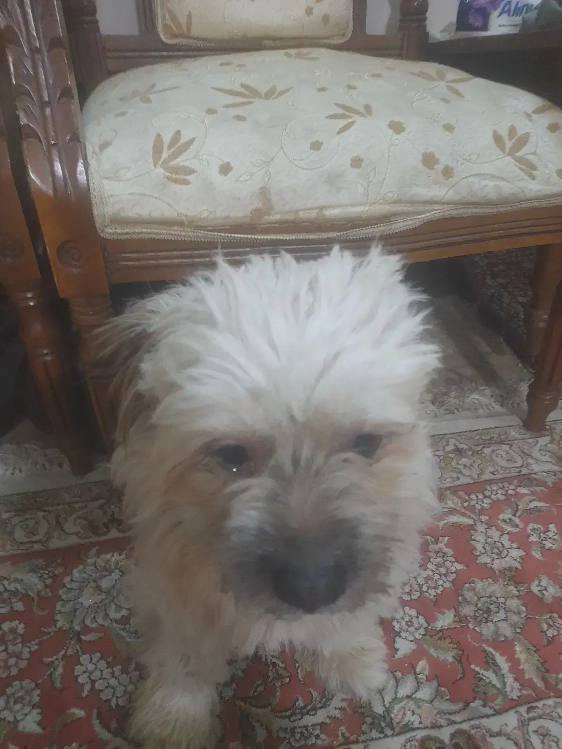 سگ شیتزو|سگ|مشهد, منزل آباد|دیوار