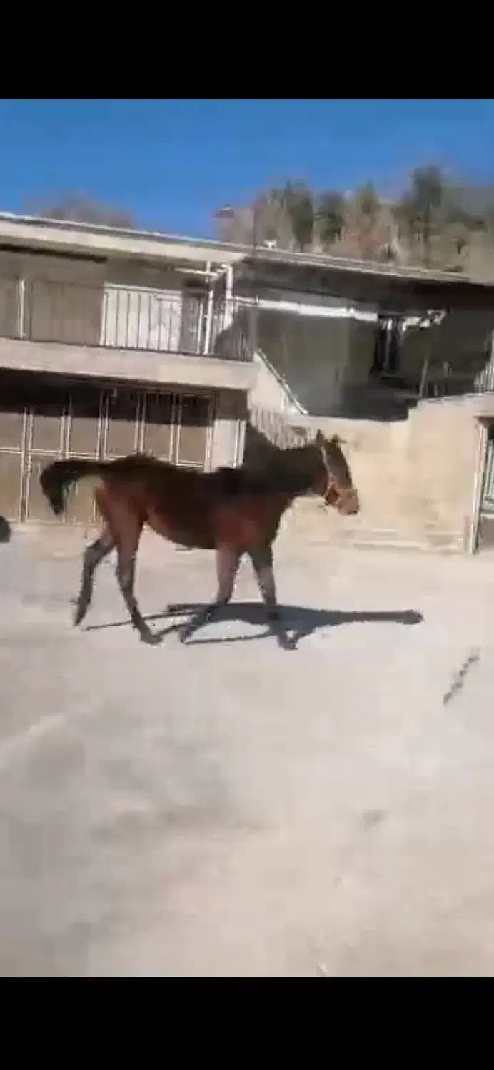 اسب|اسب و تجهیزات اسب‌سواری|پاتاوه, |دیوار