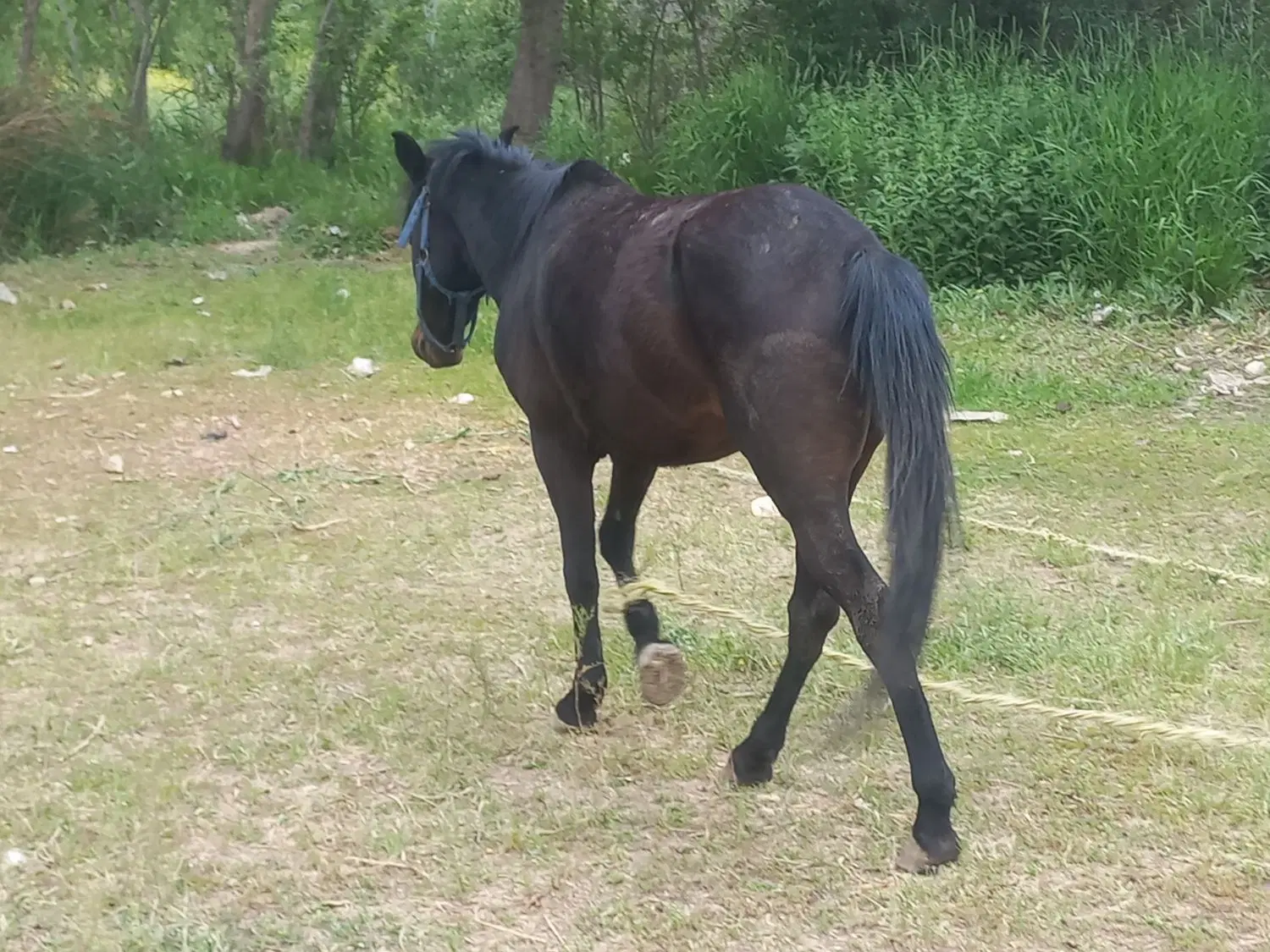 اسب|اسب و تجهیزات اسب‌سواری|اردبیل, |دیوار
