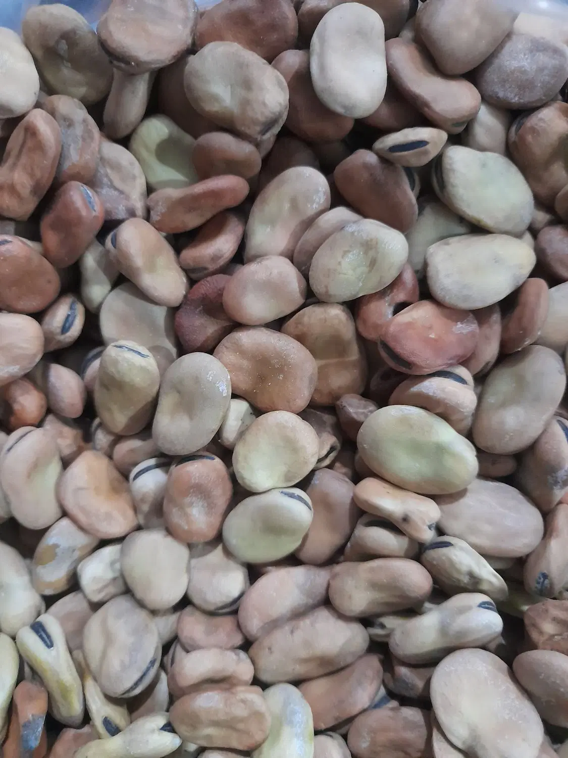 باقلا|خوردنی و آشامیدنی|دوگنبدان, |دیوار