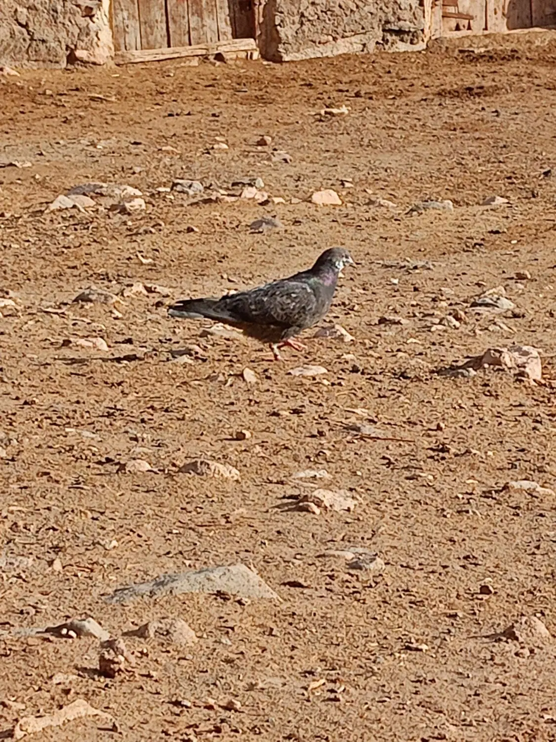 کبوتر|پرنده|کشکسرای, |دیوار