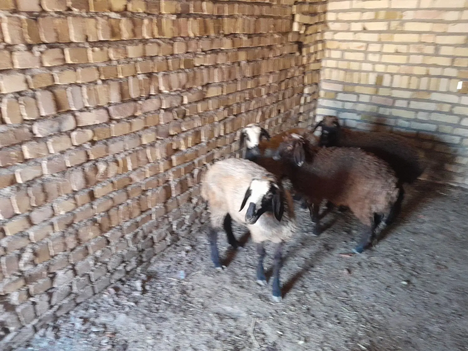 بره|حیوانات مزرعه|شال, |دیوار