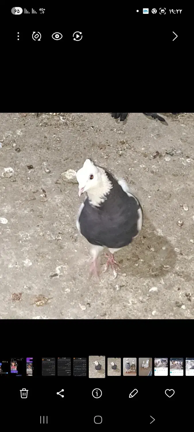 طوقی ماده|پرنده|تبریز, |دیوار