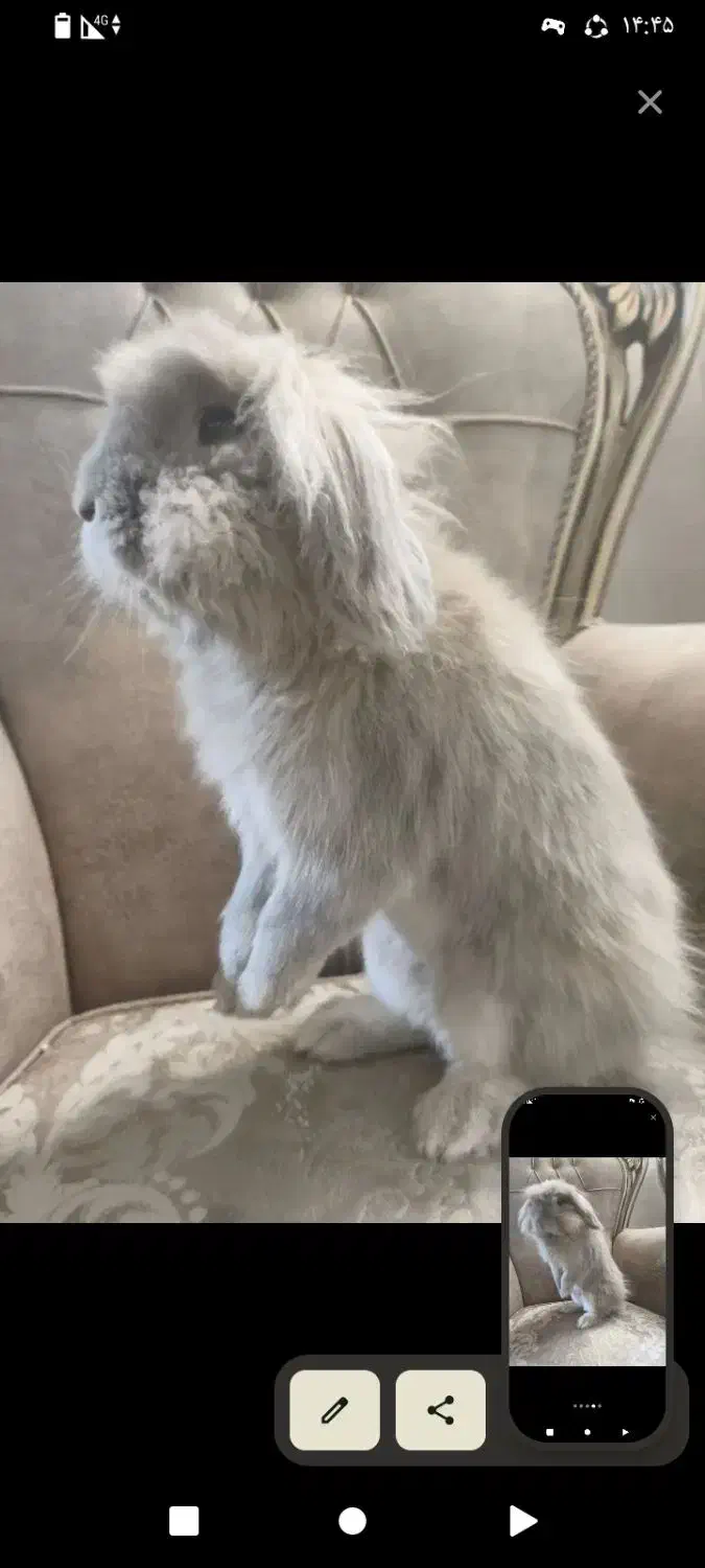 خرگوش لوپ|موش و خرگوش|فولادشهر, فولادشهر|دیوار