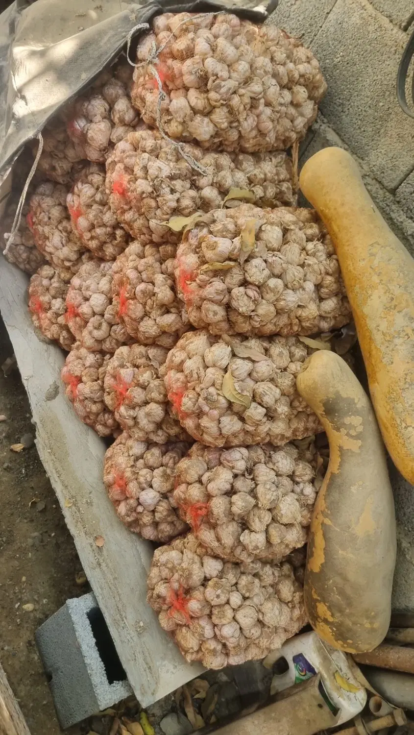 سیر|خوردنی و آشامیدنی|بندرعباس, |دیوار