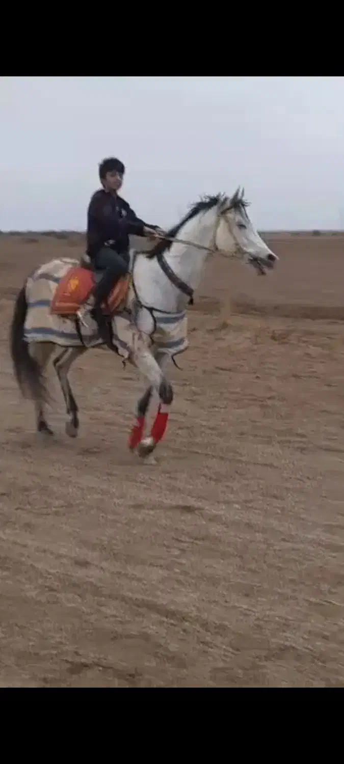 اسب نریون|اسب و تجهیزات اسب‌سواری|میناب, |دیوار