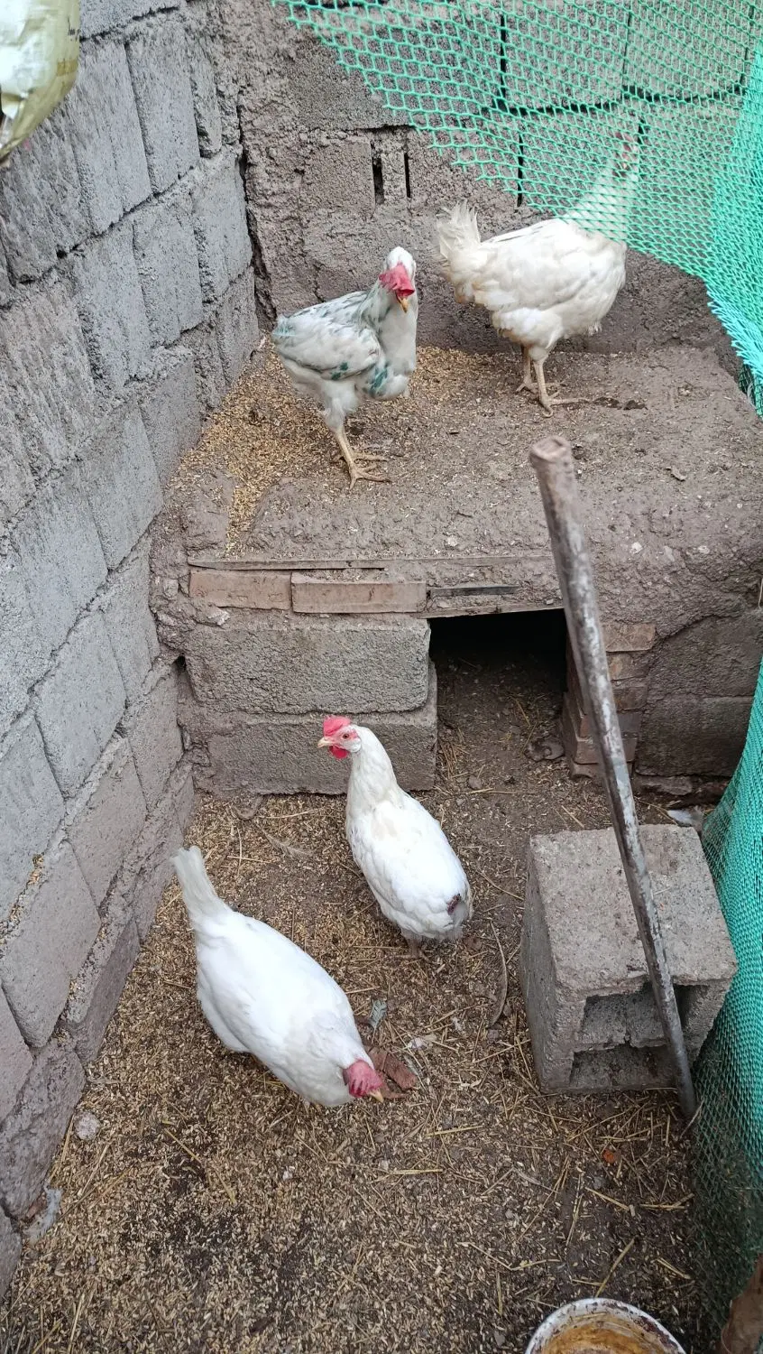 مرغ رز|حیوانات مزرعه|خوی, |دیوار