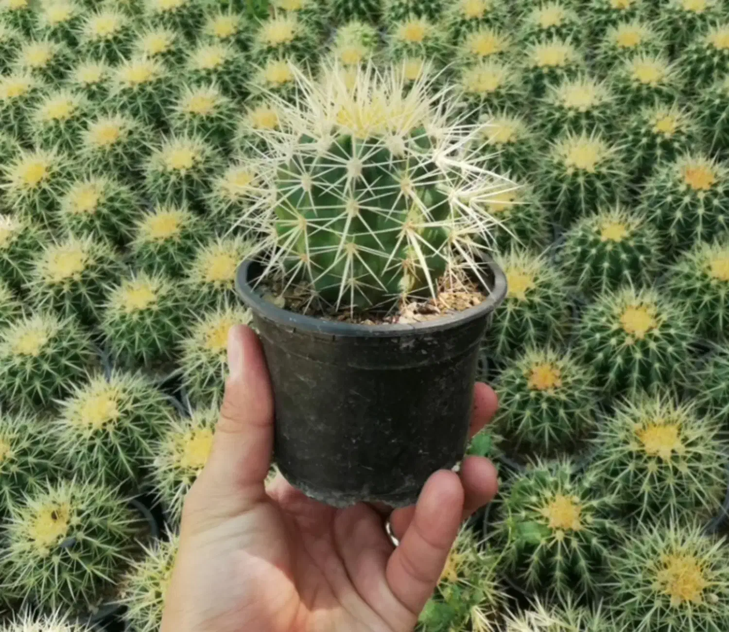 کاکتوس|گل و گیاه طبیعی|محمدشهر, ولدآباد|دیوار