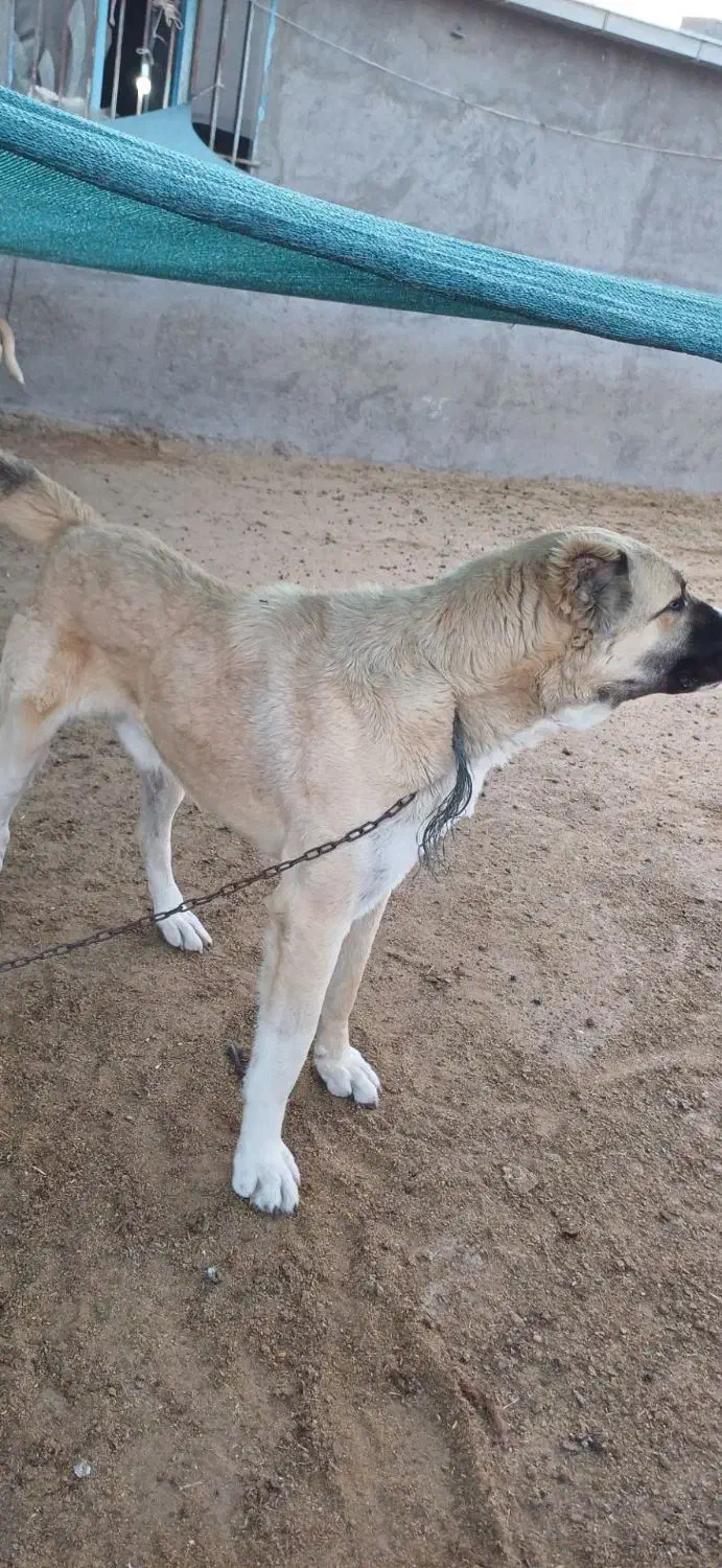 سگ گمشده|سگ|مشهد, درزآب|دیوار