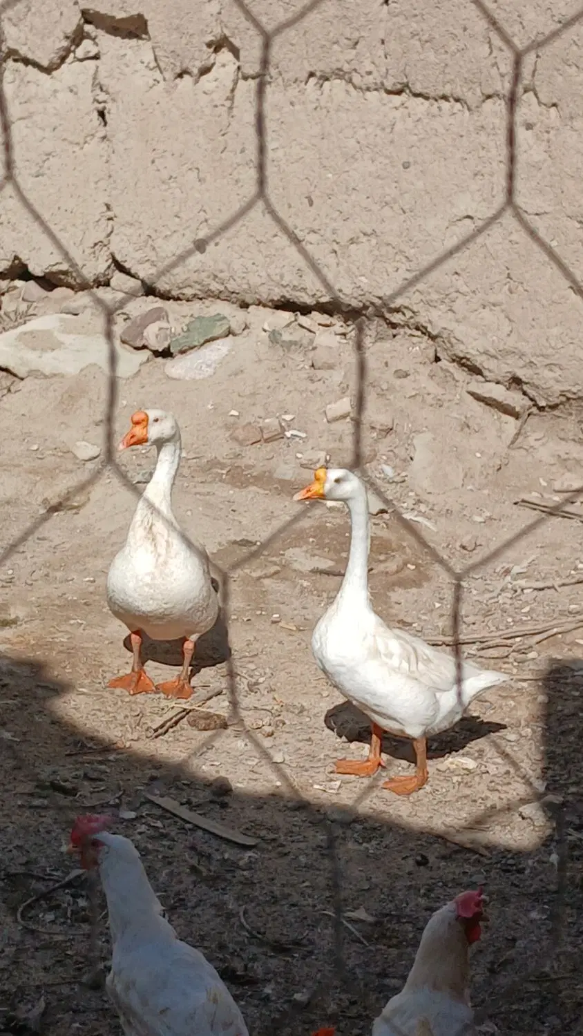 قوغاز|حیوانات مزرعه|خوی, |دیوار