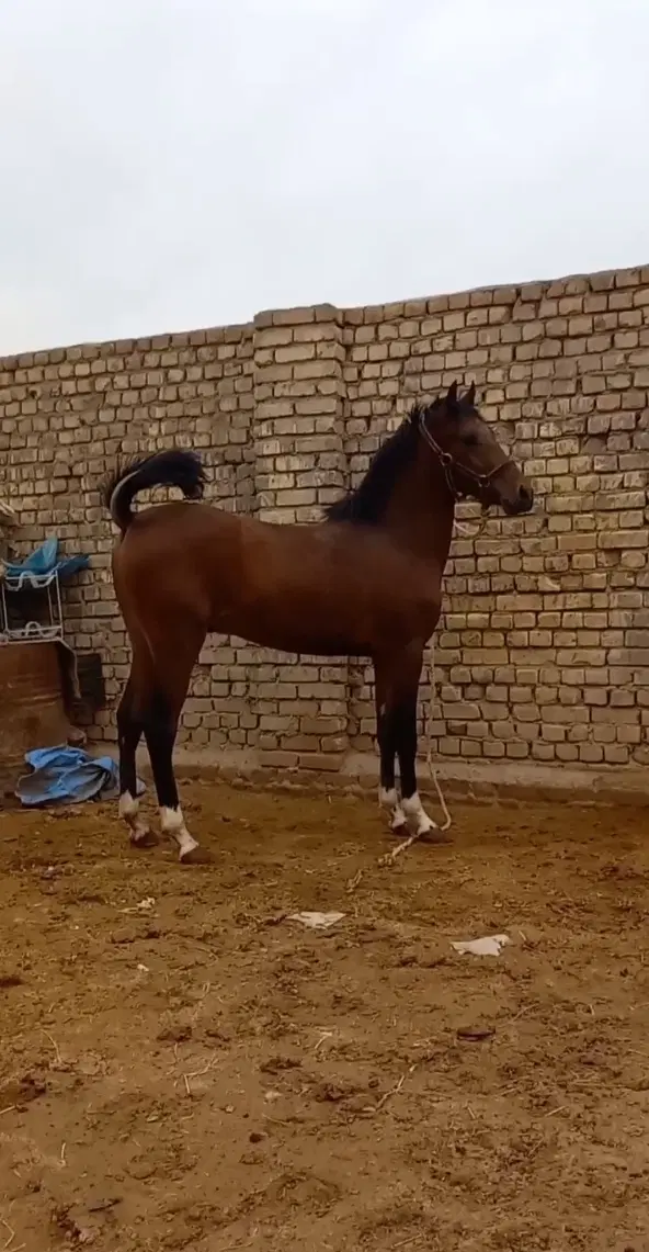 اسب|اسب و تجهیزات اسب‌سواری|حبیب آباد, |دیوار