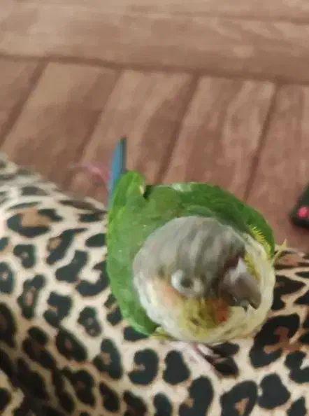 گم شده|پرنده|بندر کنگان, |دیوار