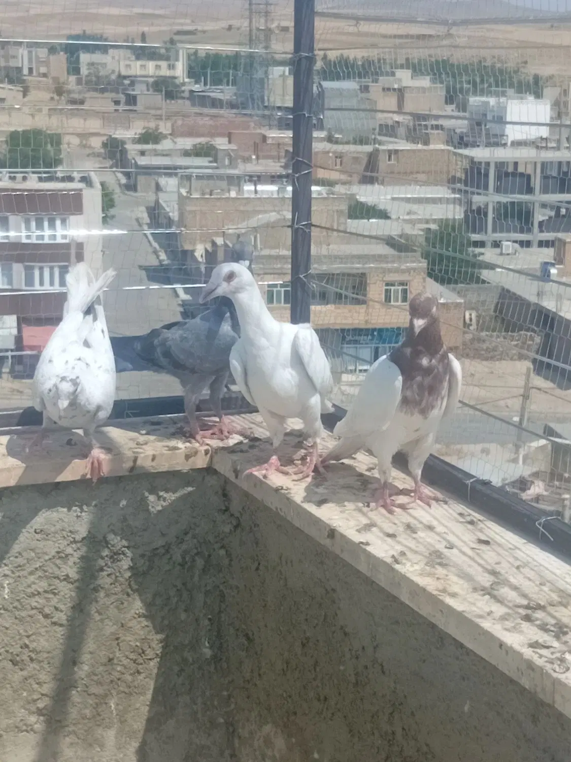 کفتر|پرنده|قروه, |دیوار