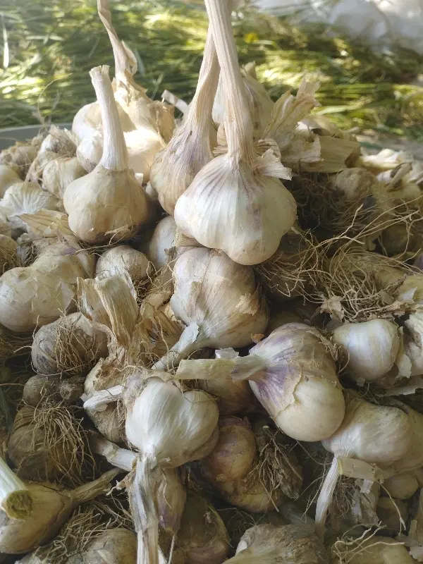 سیر|خوردنی و آشامیدنی|قلقل رود, |دیوار