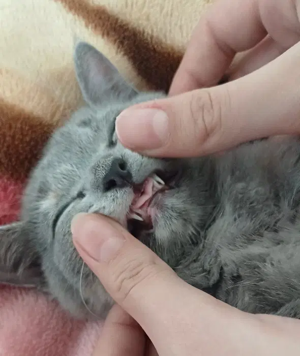 گربه|گربه|زنجان, |دیوار