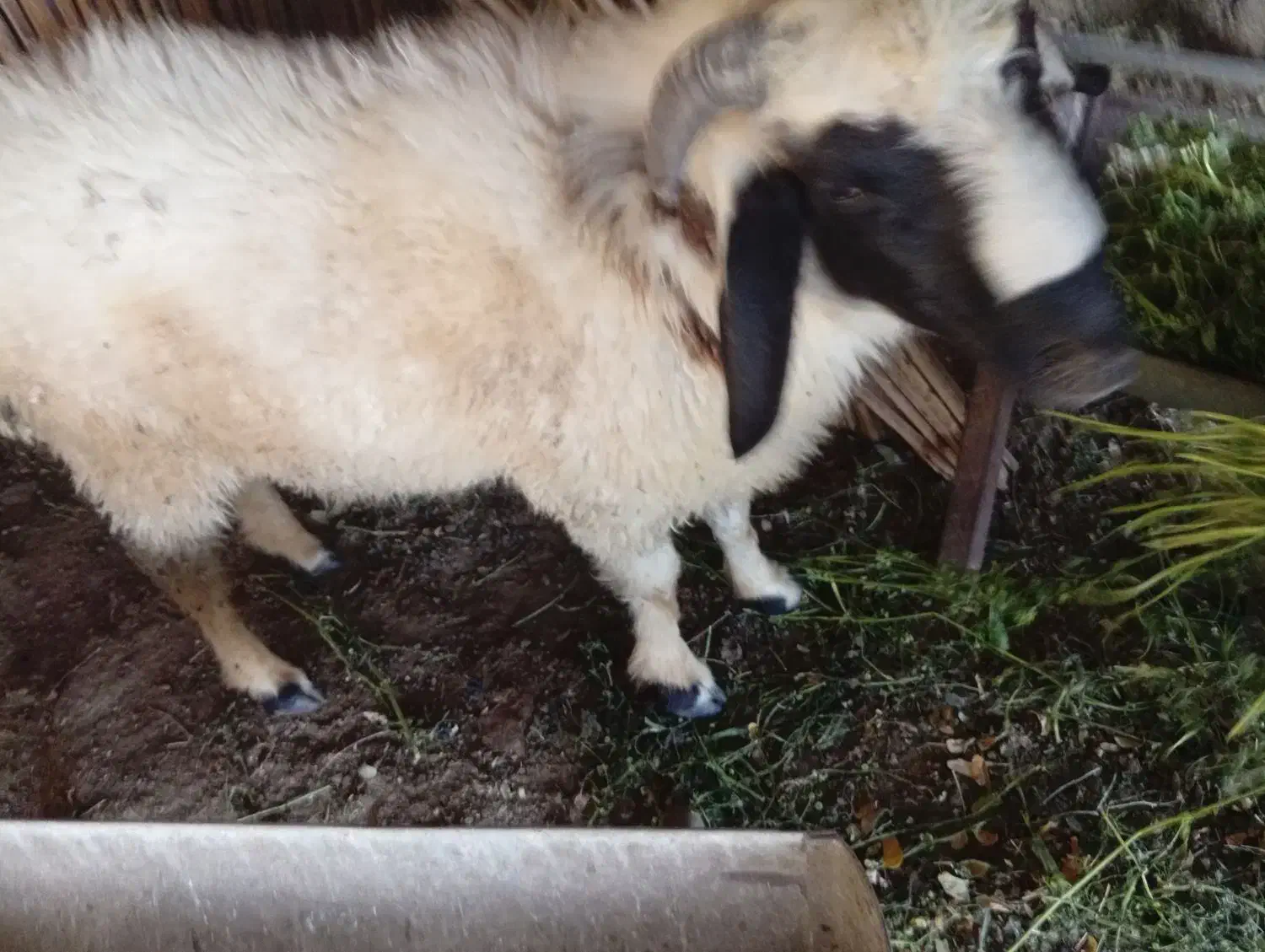 قوچ|حیوانات مزرعه|رودان, |دیوار