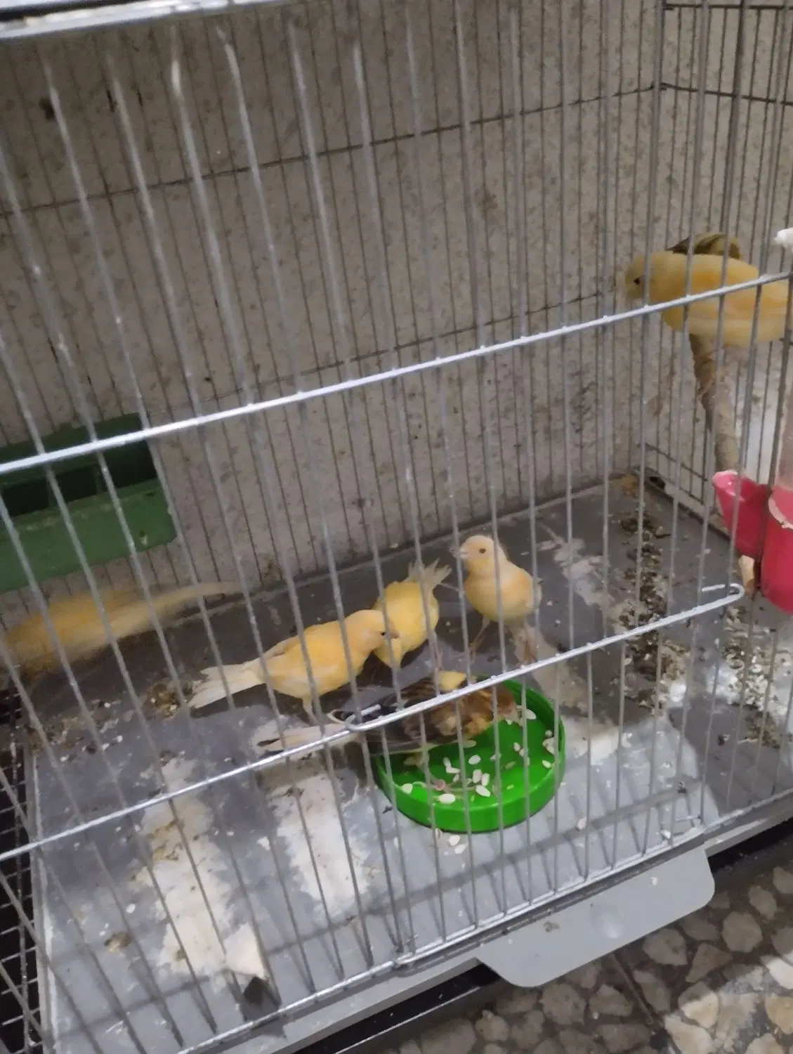 قناری|پرنده|لاهیجان, لیل|دیوار