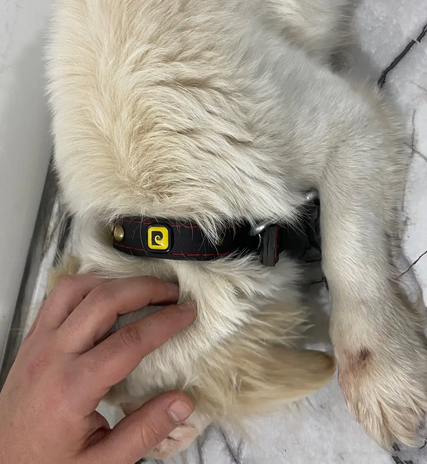 سگ peyda shode|سگ|کرج, گلشهر|دیوار