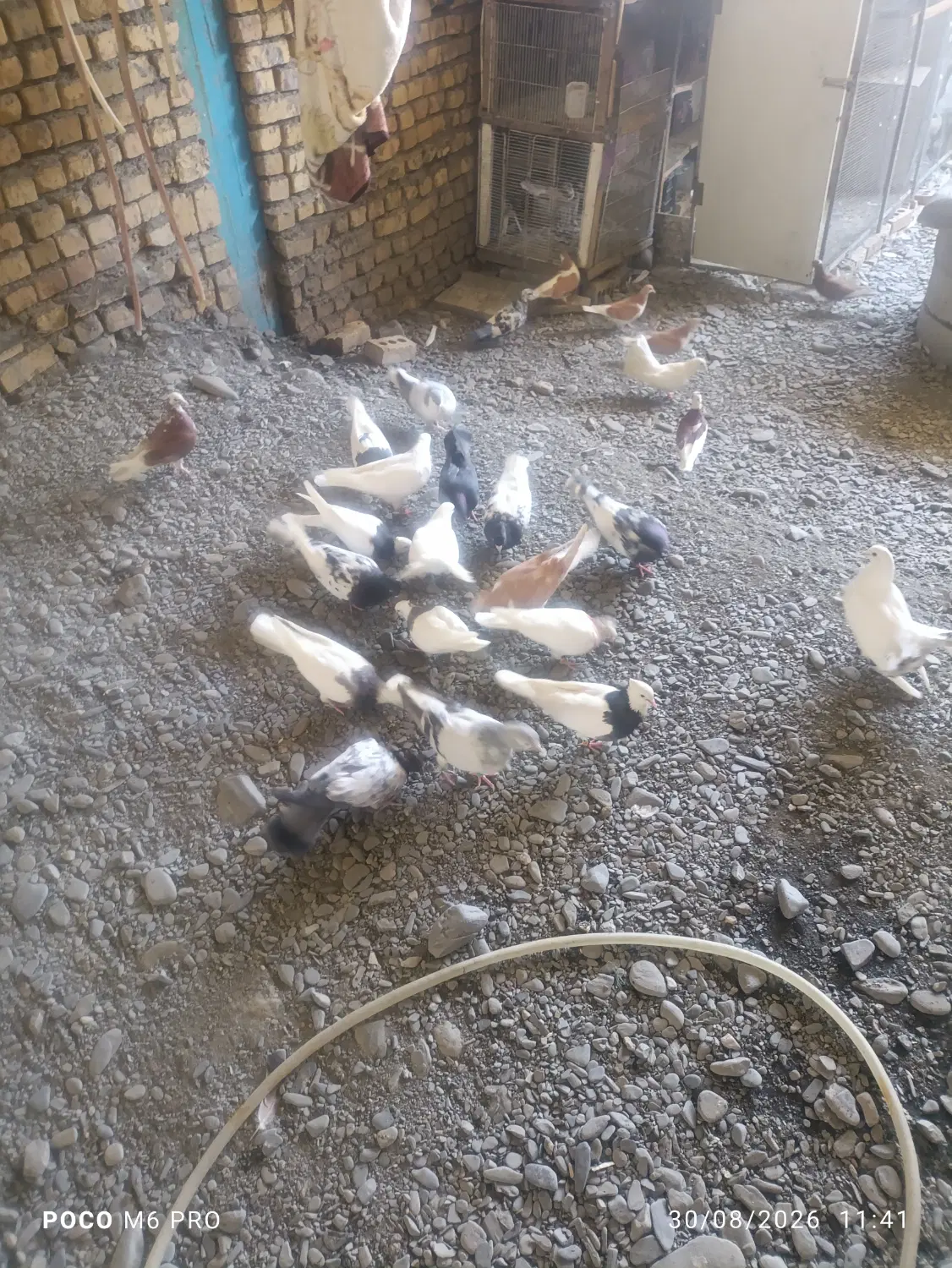 کفتر|پرنده|مشهد, پارک کوهستان|دیوار