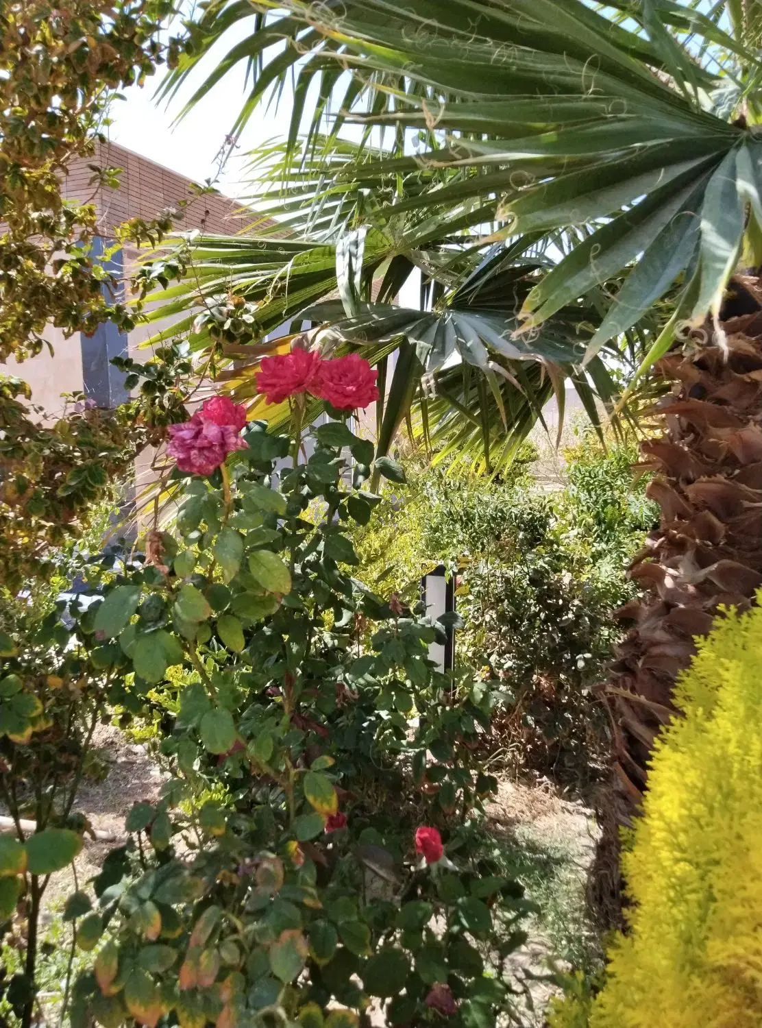 باغ عالی - Widok 2