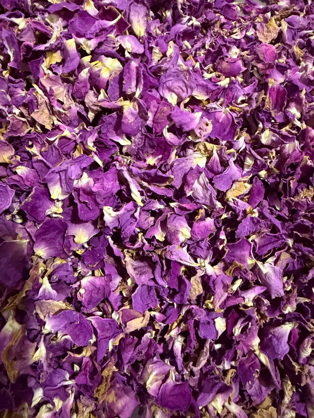گل محمدی|گل و گیاه طبیعی|اهر, |دیوار