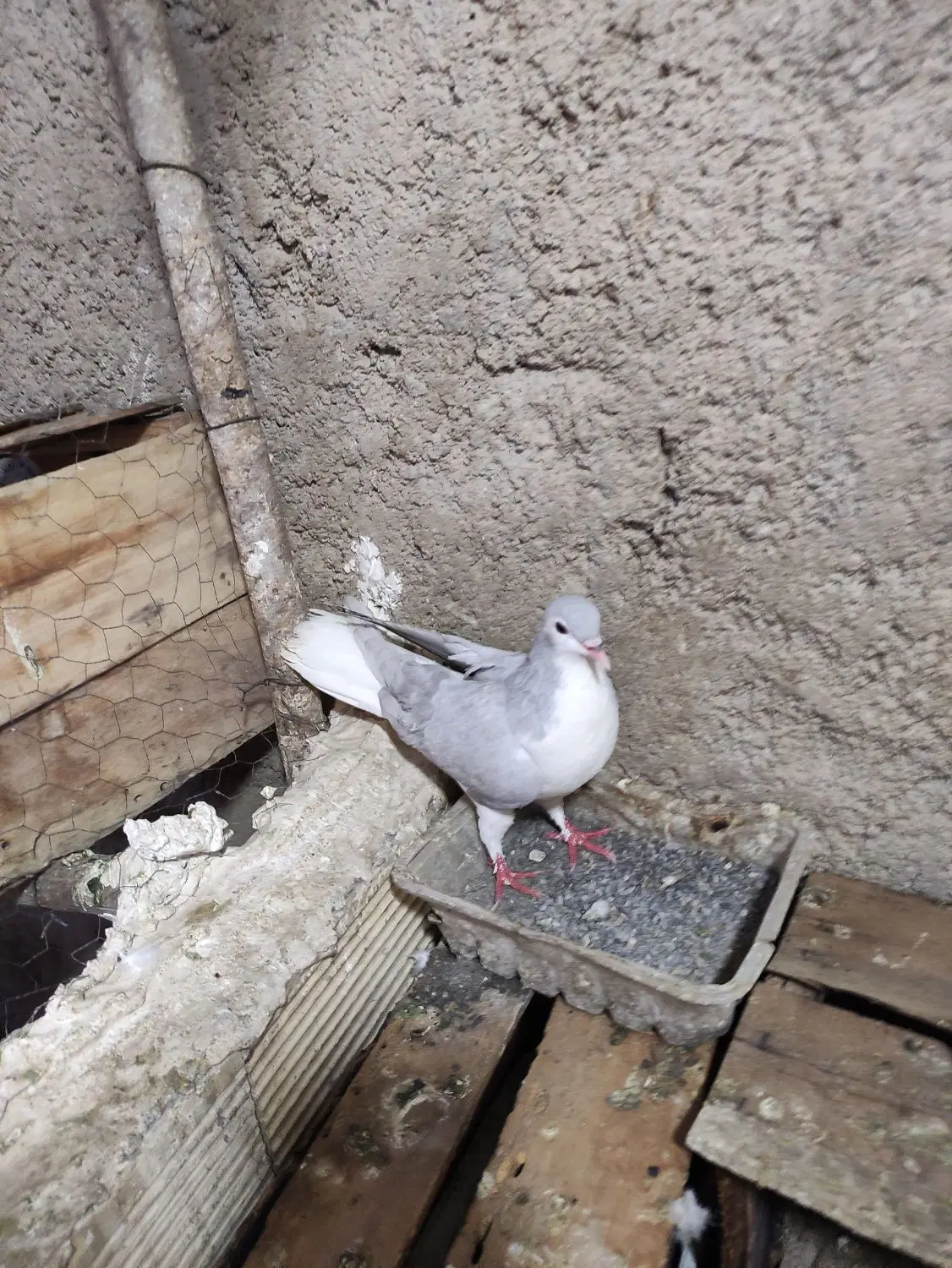 کبوتر|پرنده|مبارکه, |دیوار