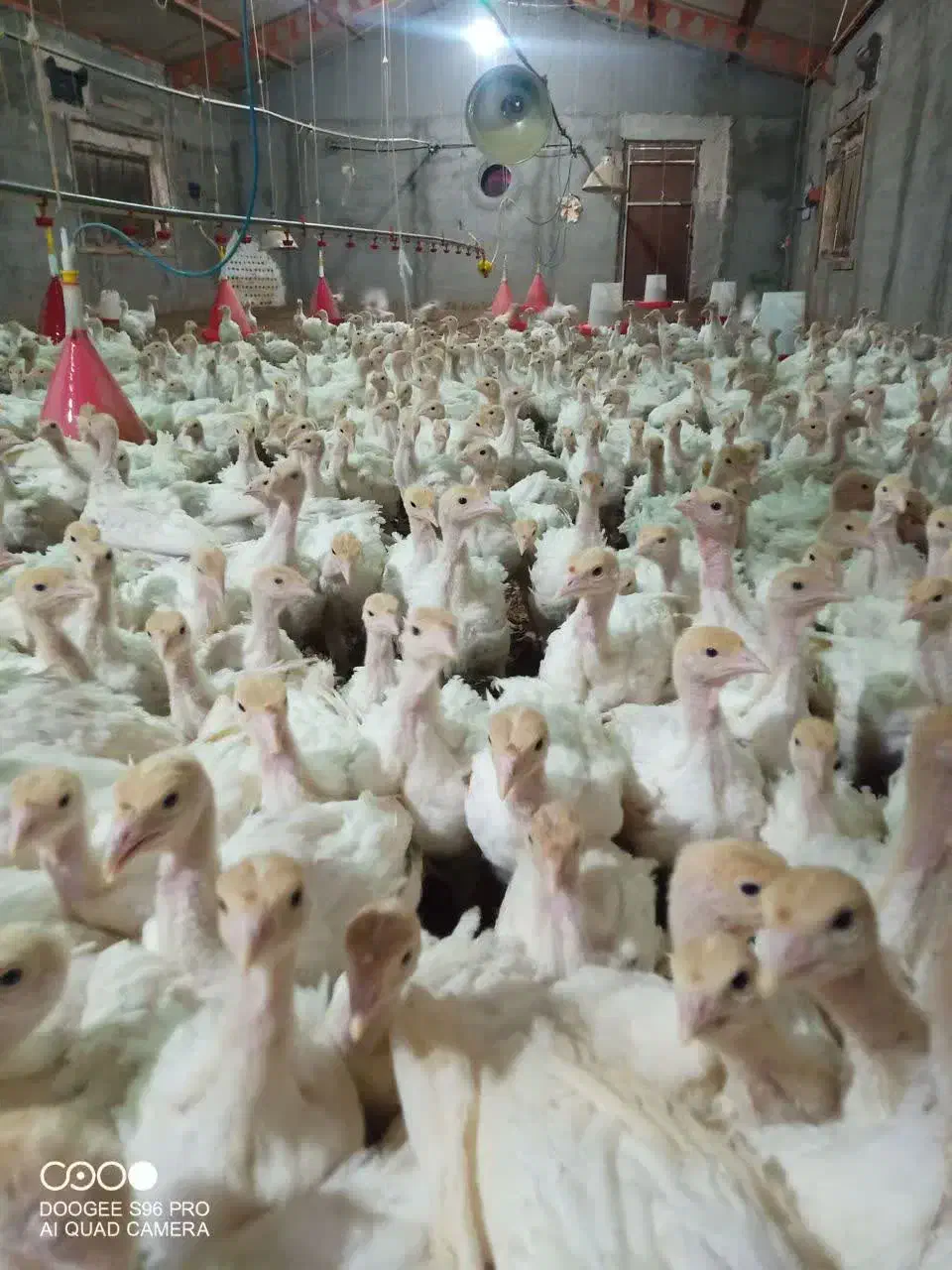 جوجه بوقلمون گوشتی بیوتی 6فوق سنگین|حیوانات مزرعه|بیرجند, |دیوار