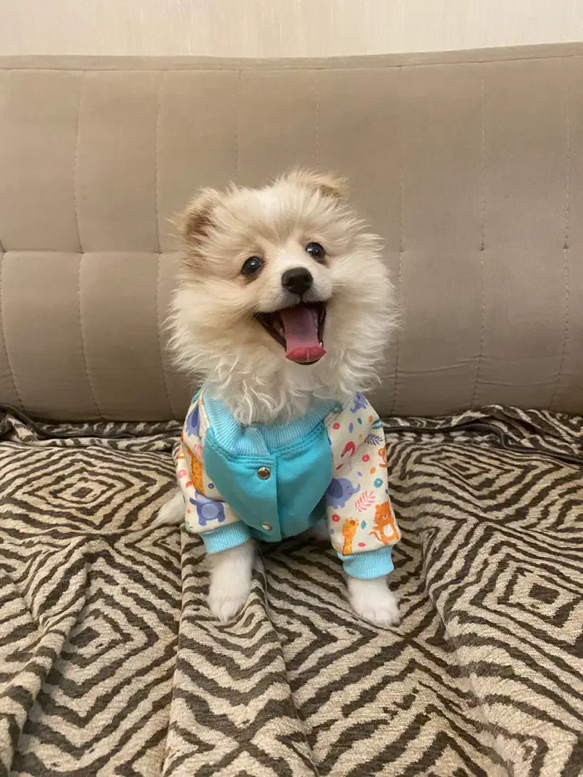 سگ پامر|سگ|کرج, گلشهر|دیوار