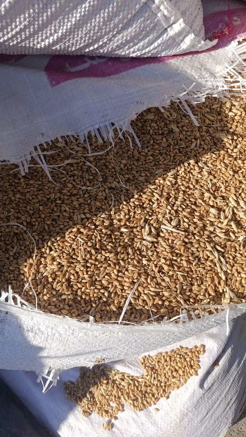 گندم|خوردنی و آشامیدنی|جلگه رخ, |دیوار