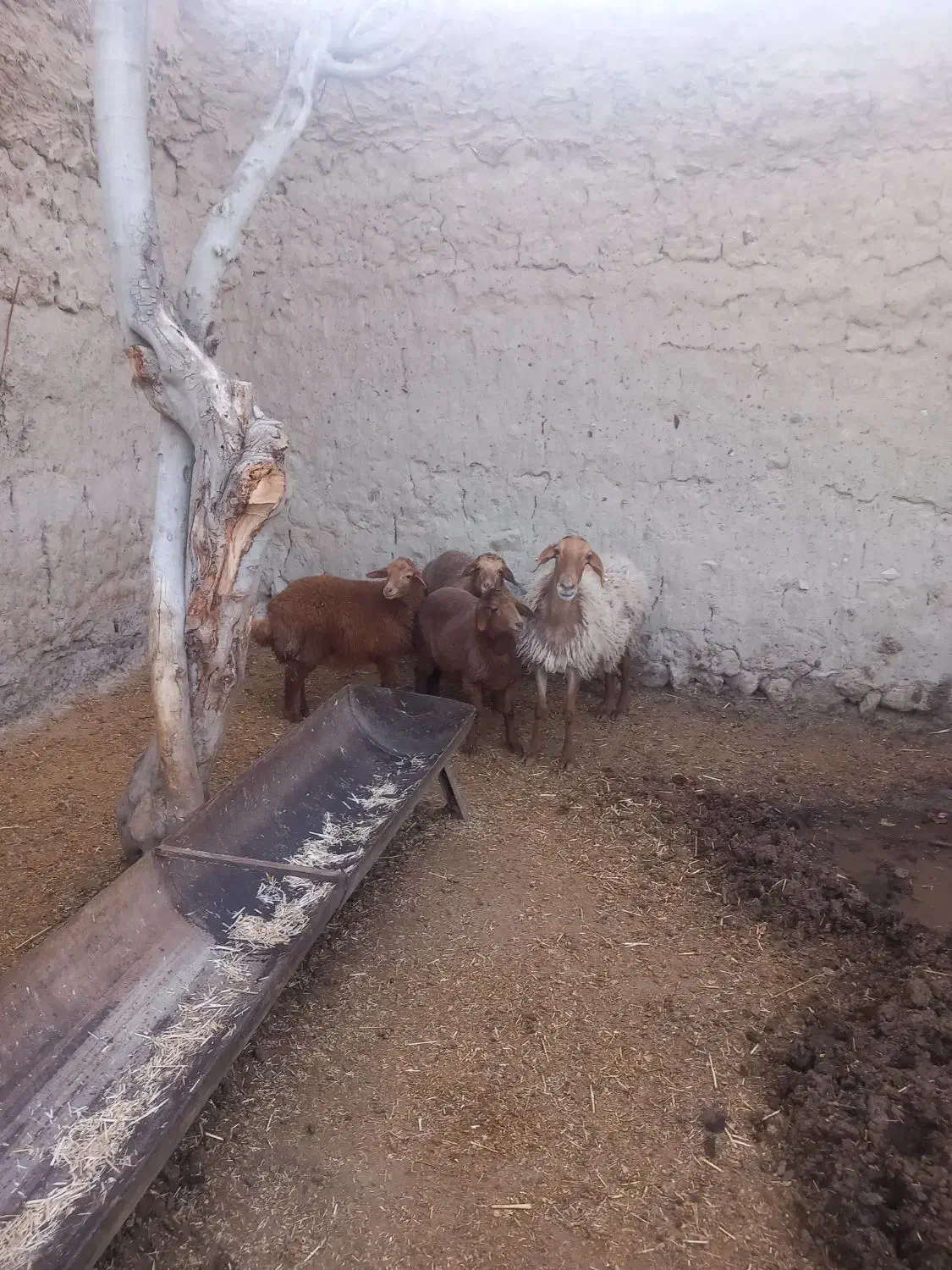 میش همو|حیوانات مزرعه|اسفراین, |دیوار