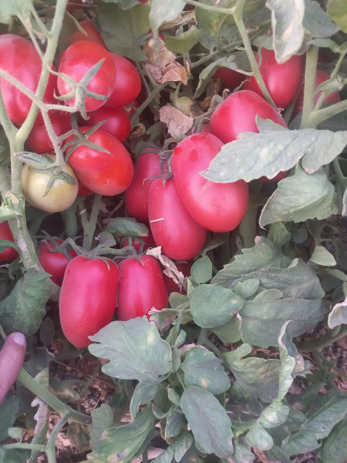 گوجه ربی|خوردنی و آشامیدنی|لالجین, |دیوار
