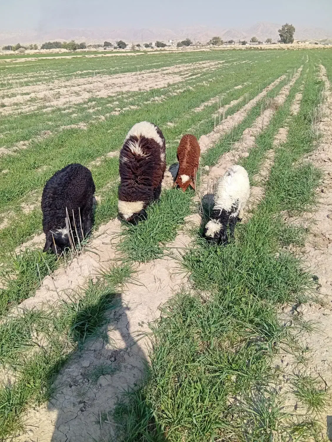 بره|حیوانات مزرعه|امیدیه, |دیوار