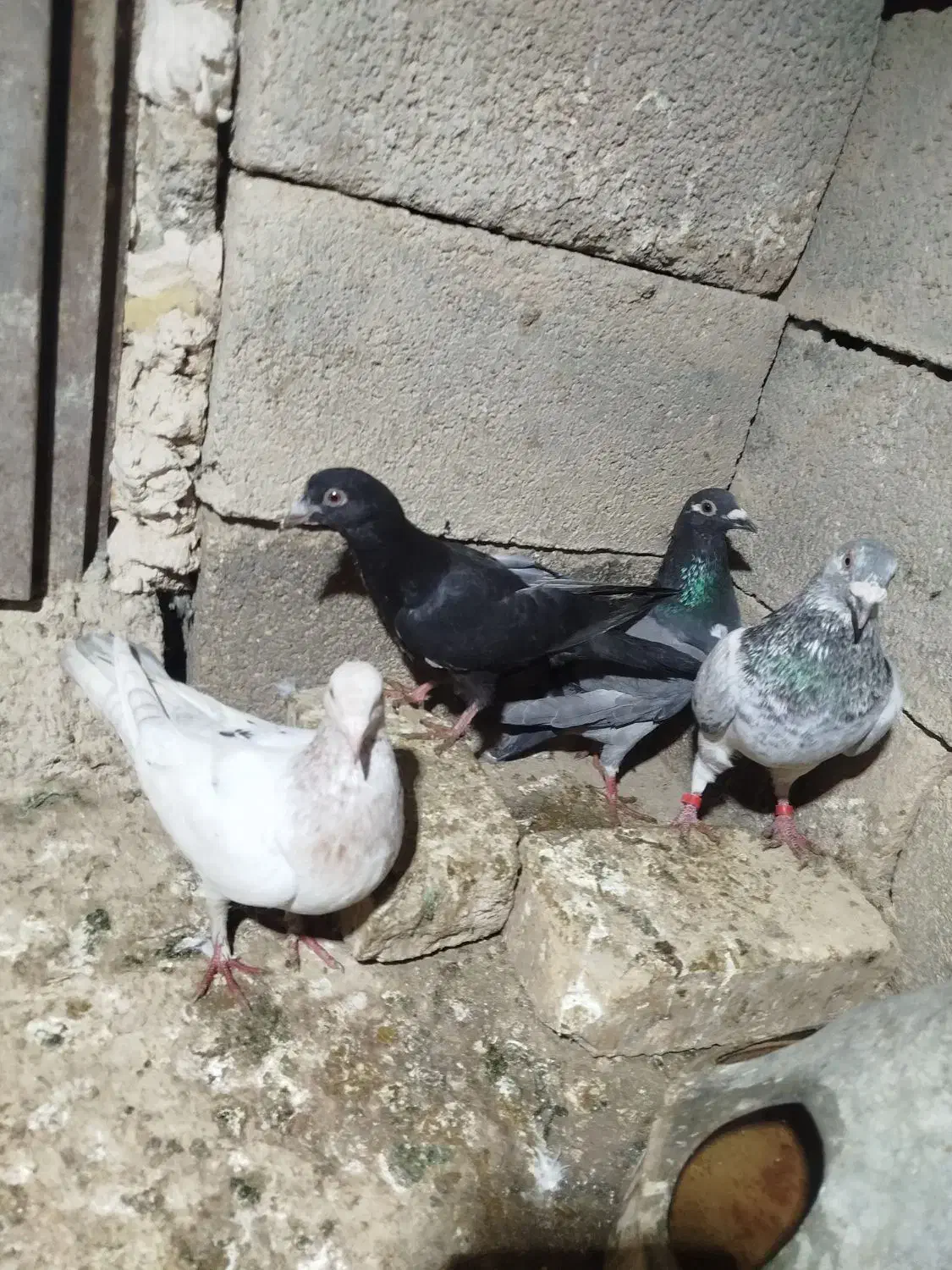 کفتر|پرنده|بجنورد, |دیوار