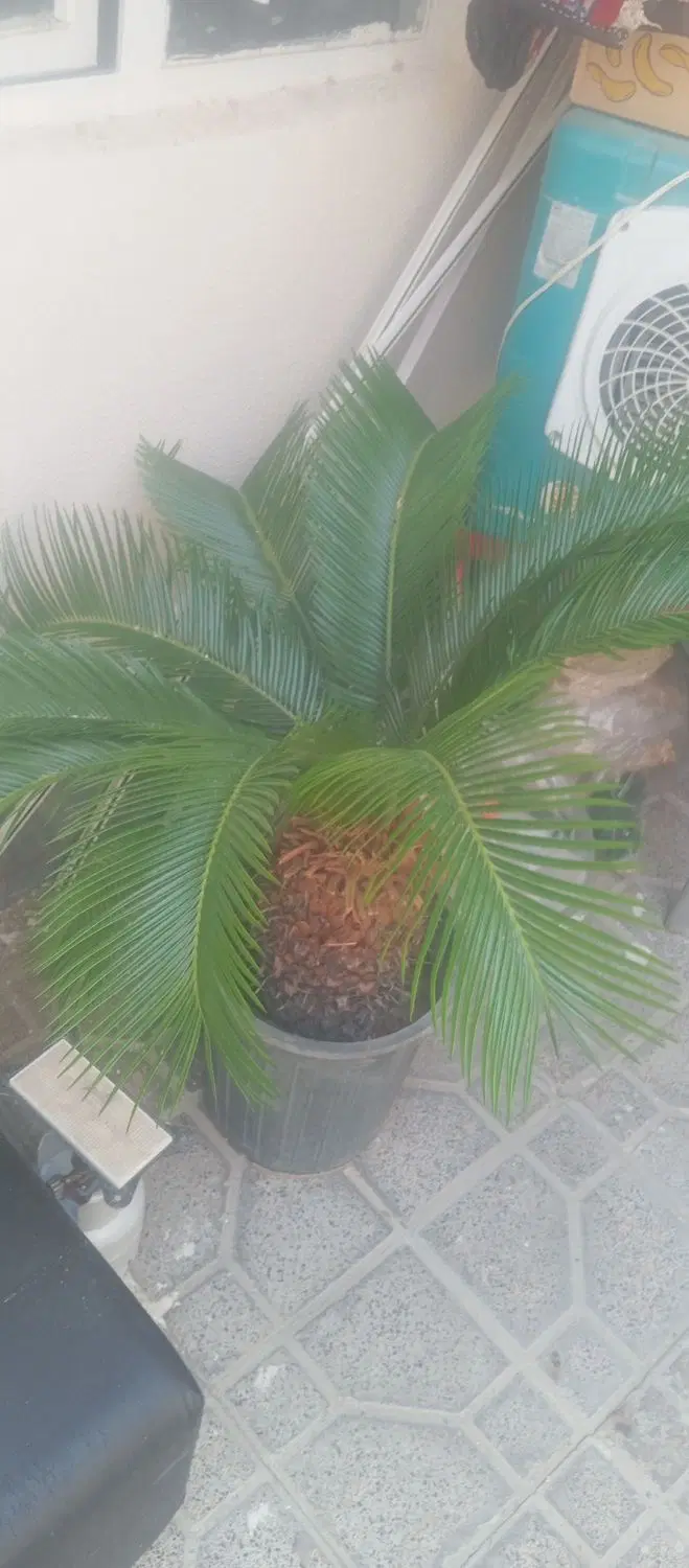 سیکاس|گل و گیاه طبیعی|بهارستان, |دیوار
