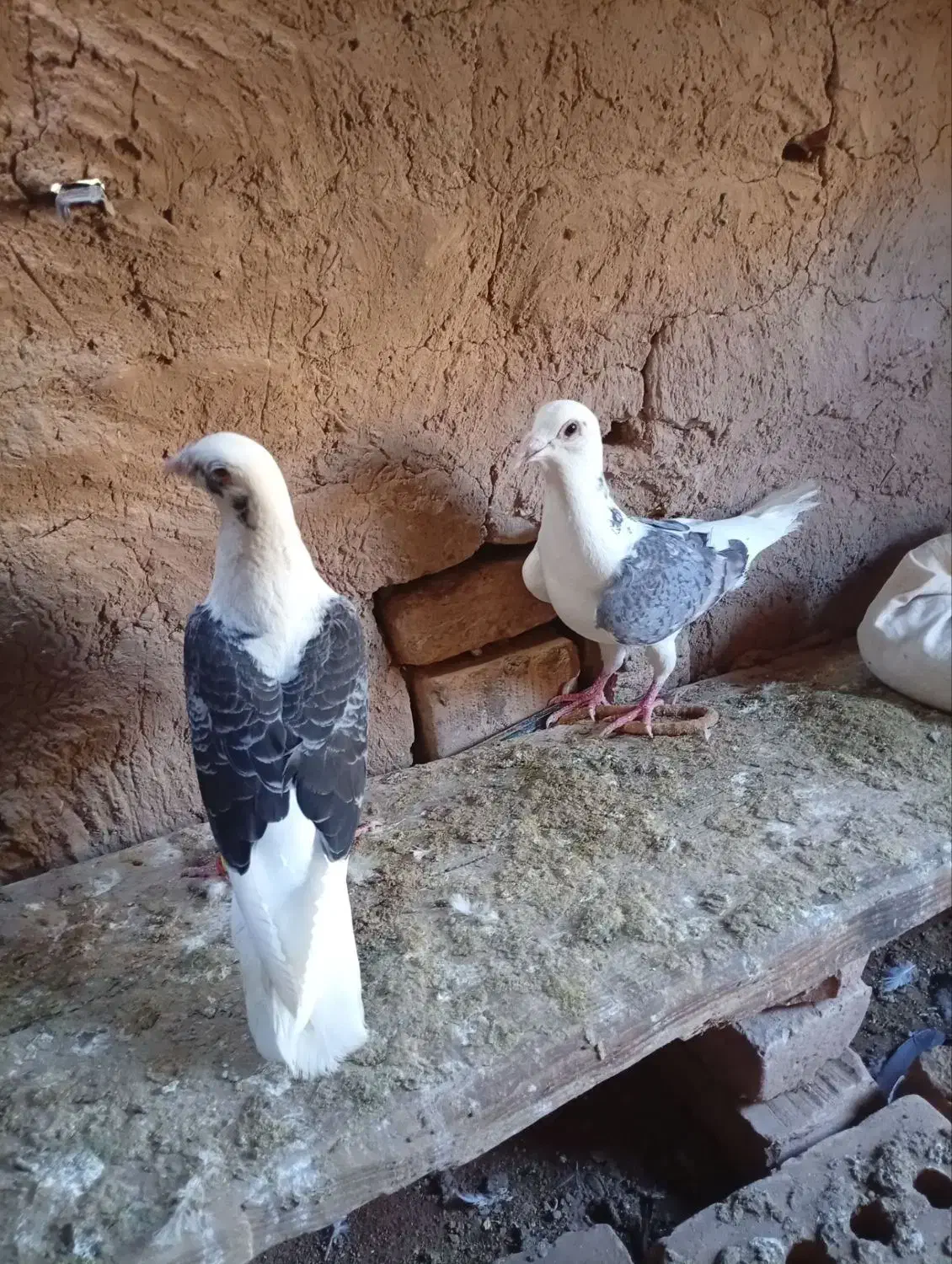 کفتر|پرنده|تربت جام, بوستان وحدت|دیوار
