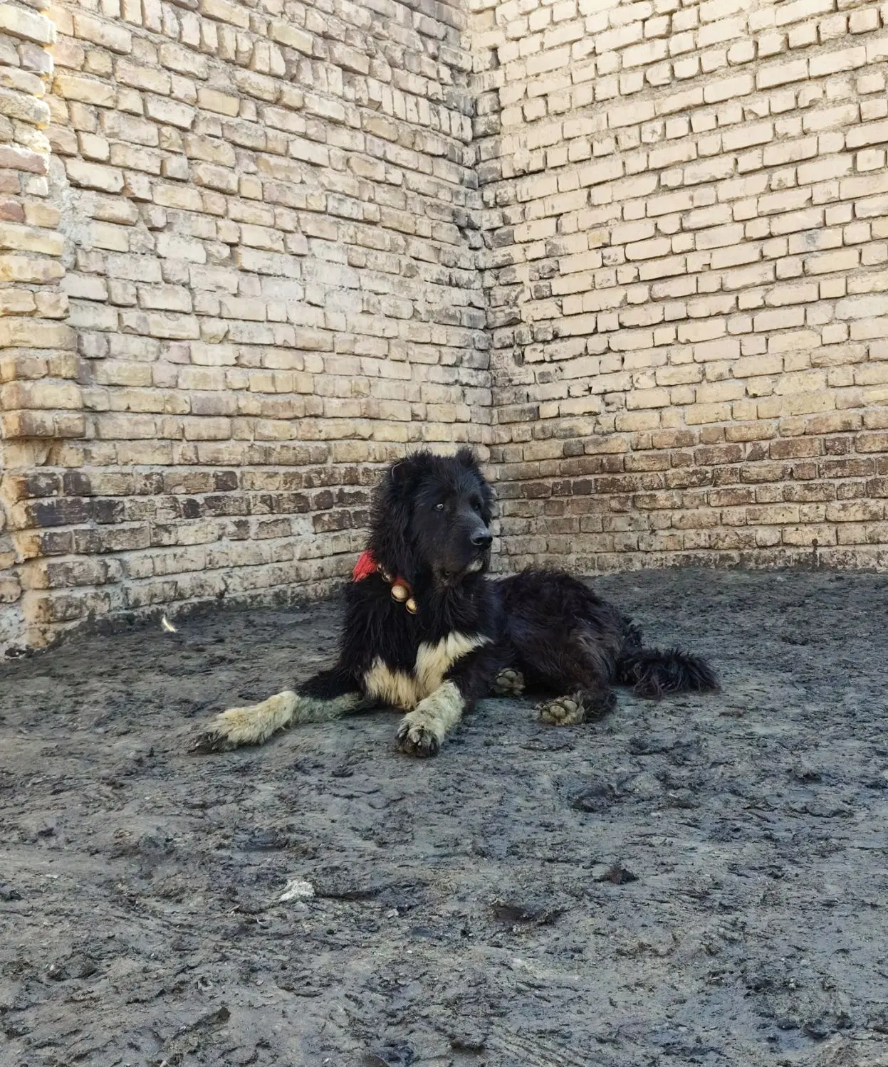 سگ گله ای|سگ|گلپایگان, |دیوار
