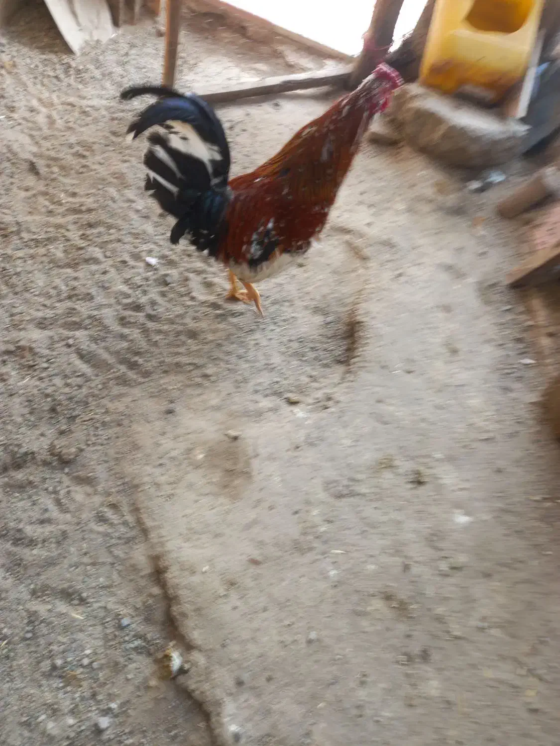 مرغ برهما|حیوانات مزرعه|مشگین شهر, |دیوار