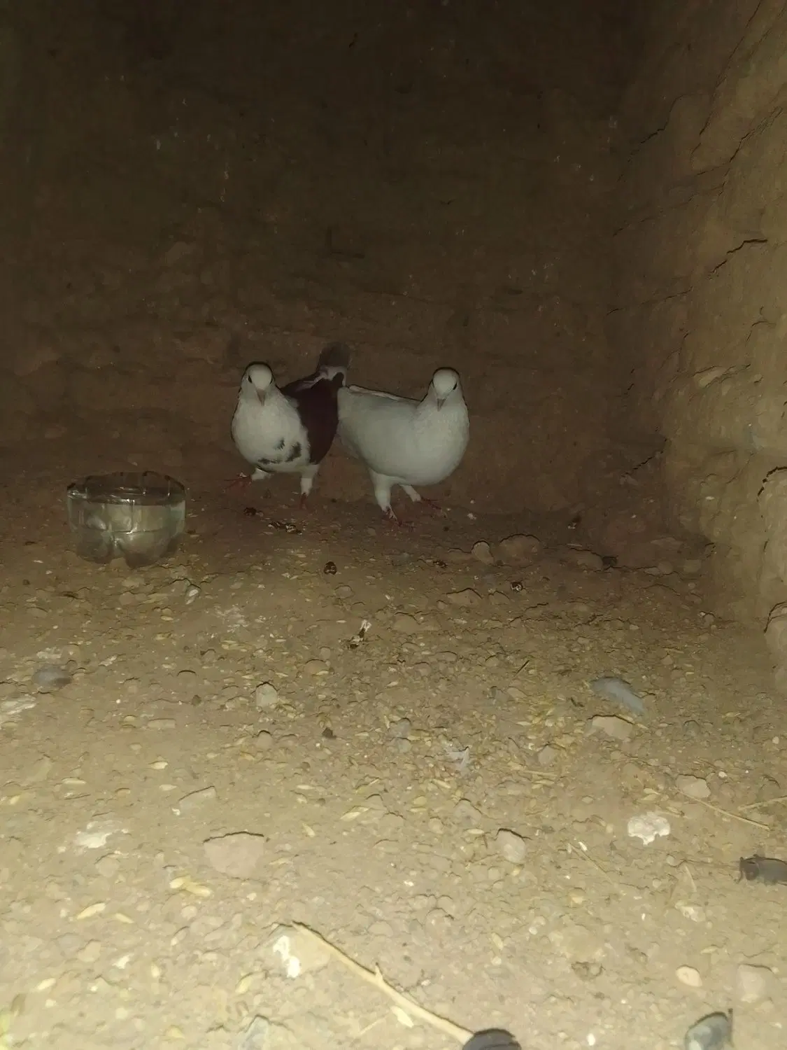 کفتر|پرنده|نهبندان, |دیوار
