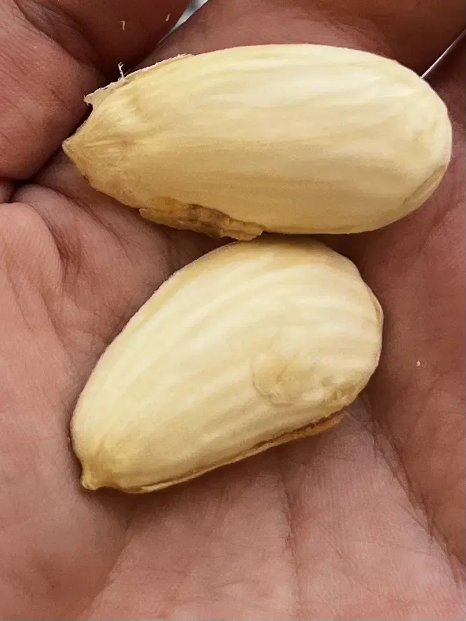 بادام|خوردنی و آشامیدنی|گلپایگان, |دیوار