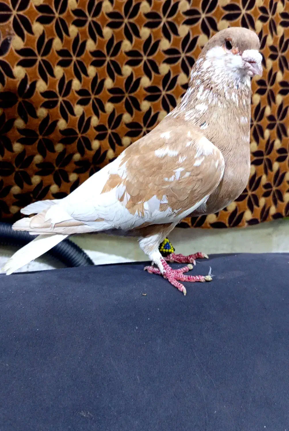 طاقی|پرنده|آران و بیدگل, |دیوار