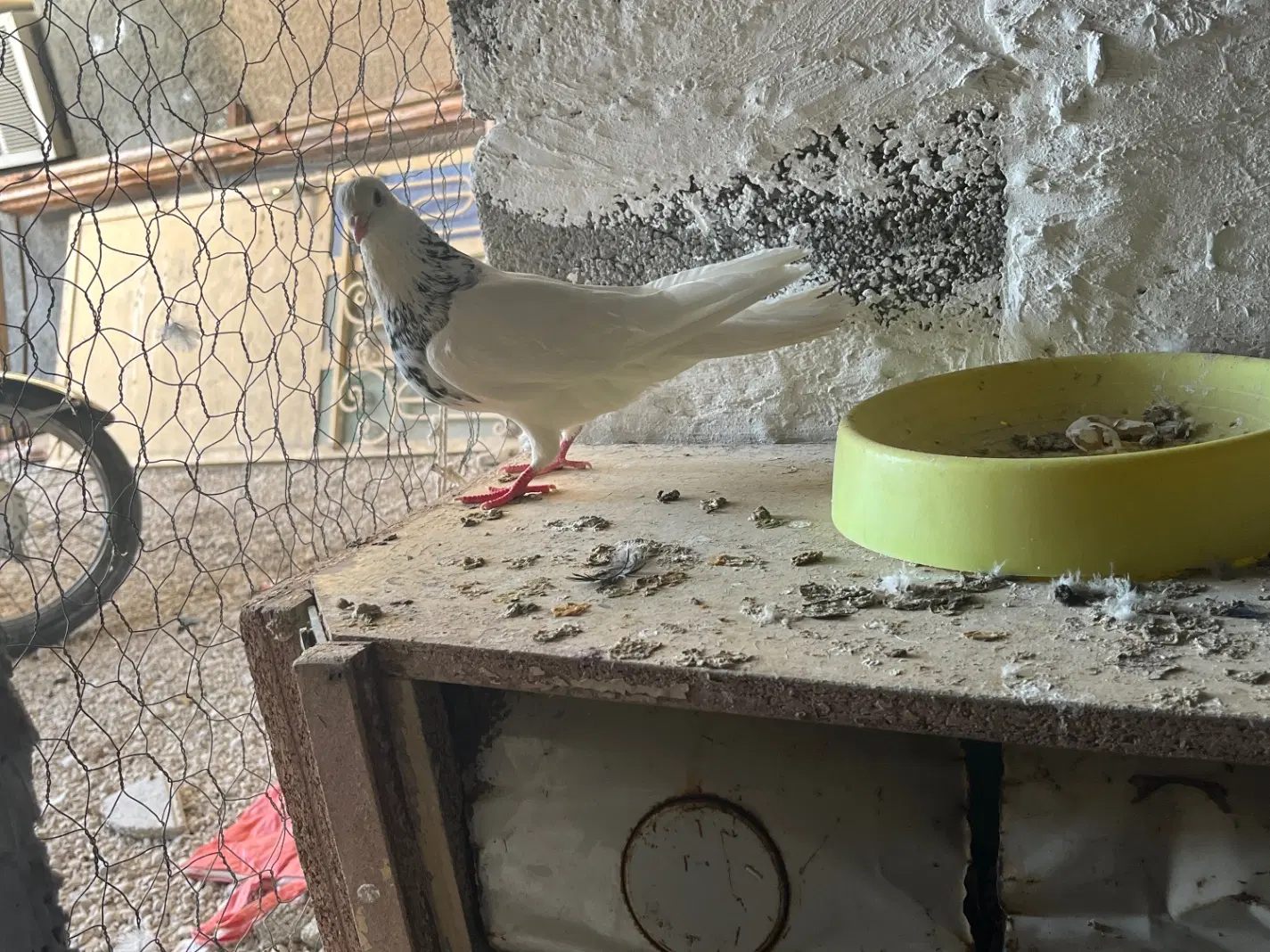 طوقی|پرنده|گله دار, |دیوار